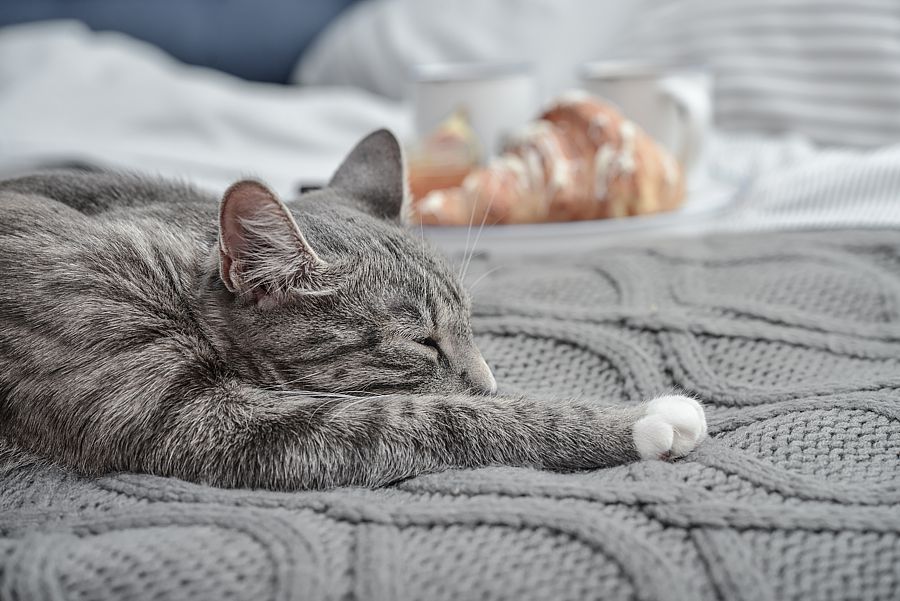 Does your furry friend have a cozy spot by your side? Everyone appreciates a soft blanket to sleep on.